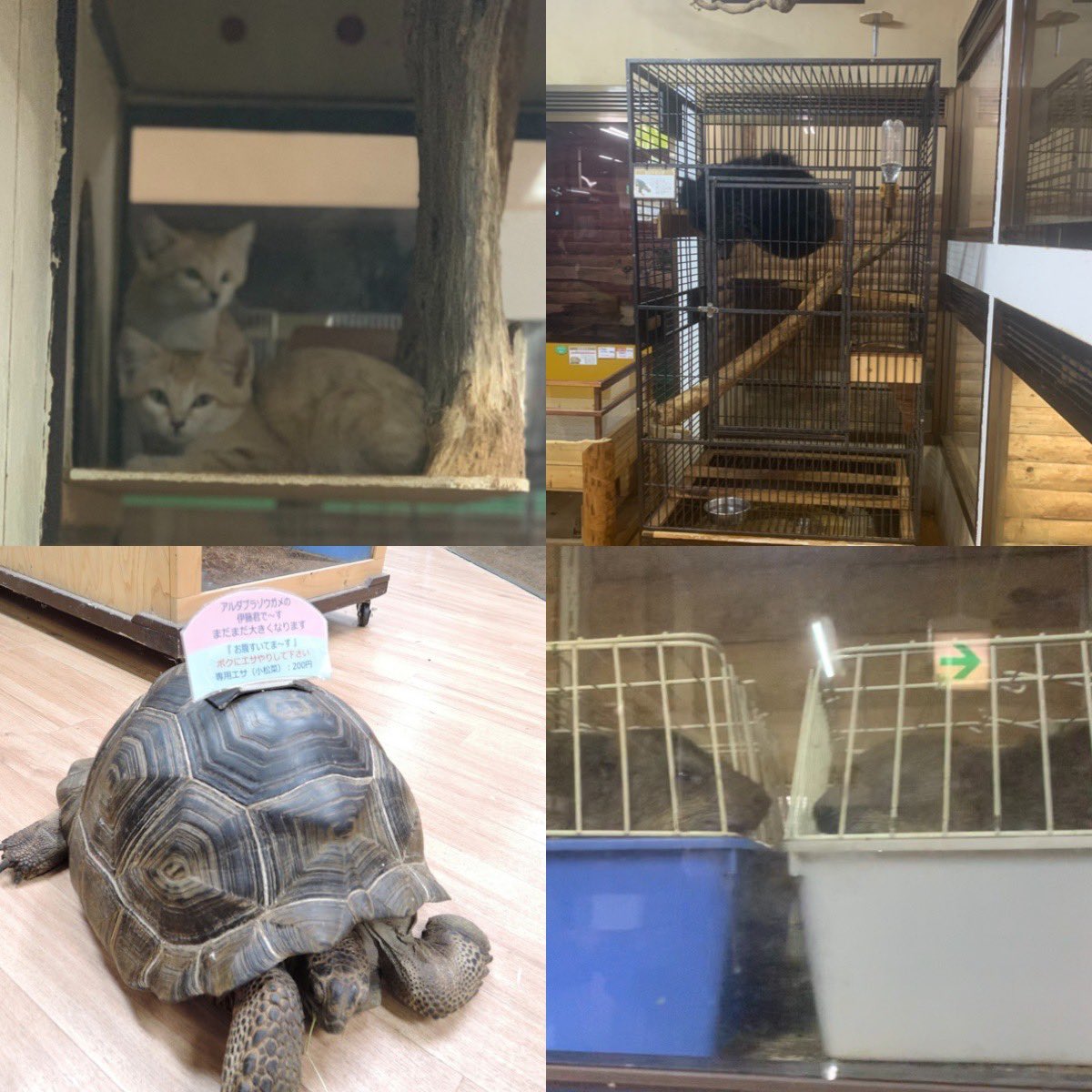ひと月前にこのペット動物園を訪れました。 スナネコも隠れていたところを客前に😭　他の動物たちも見てのとおり狭いケージに入れられています。 お金になり繁殖したい動物たちはまだ大事にされているようですが、そもそも野生動物を販売することに疑問を持たない業者だからこのような展示も平気。 https://t.co/JIJu9Bipo5