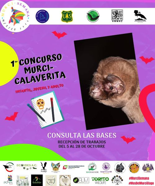 Bioconciencia__'s tweet photo. "Murci-calaverita💀🦇" 
Aquí te dejamos las bases del concurso ¡habrá grandes premios! https://t.co/B6WKjVIKdh