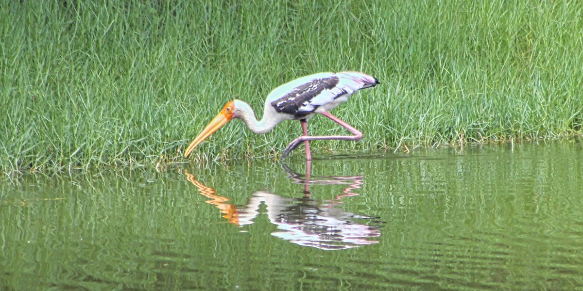 #BirdsonBanks #IndiAves Painted stork