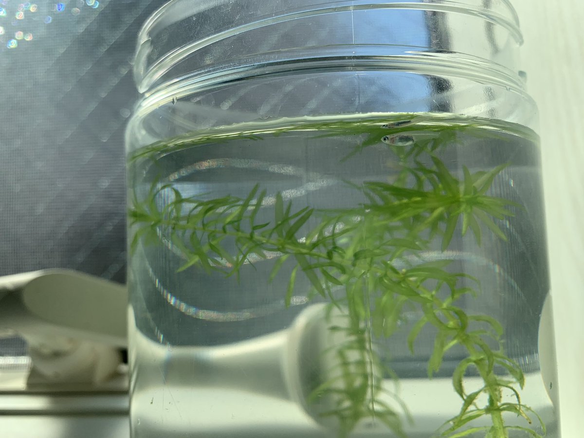 メダカ水槽底砂掃除