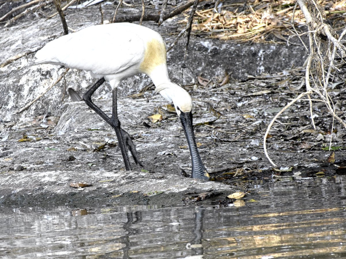#BirdsonBanks #IndiAves Spoonbill