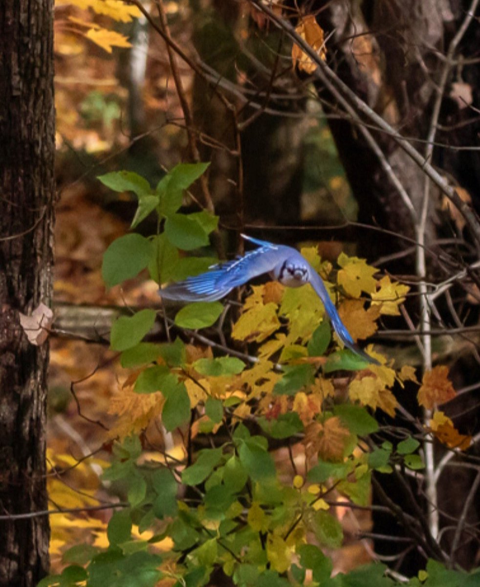KFlanaganphotos's tweet photo. Incoming! #bluejay #backyardpic  #wildlife #wildlifephotography #TwitterNatureCommunity #BirdTwitter #birds #birding #birdphotography https://t.co/LpuagAwbRh