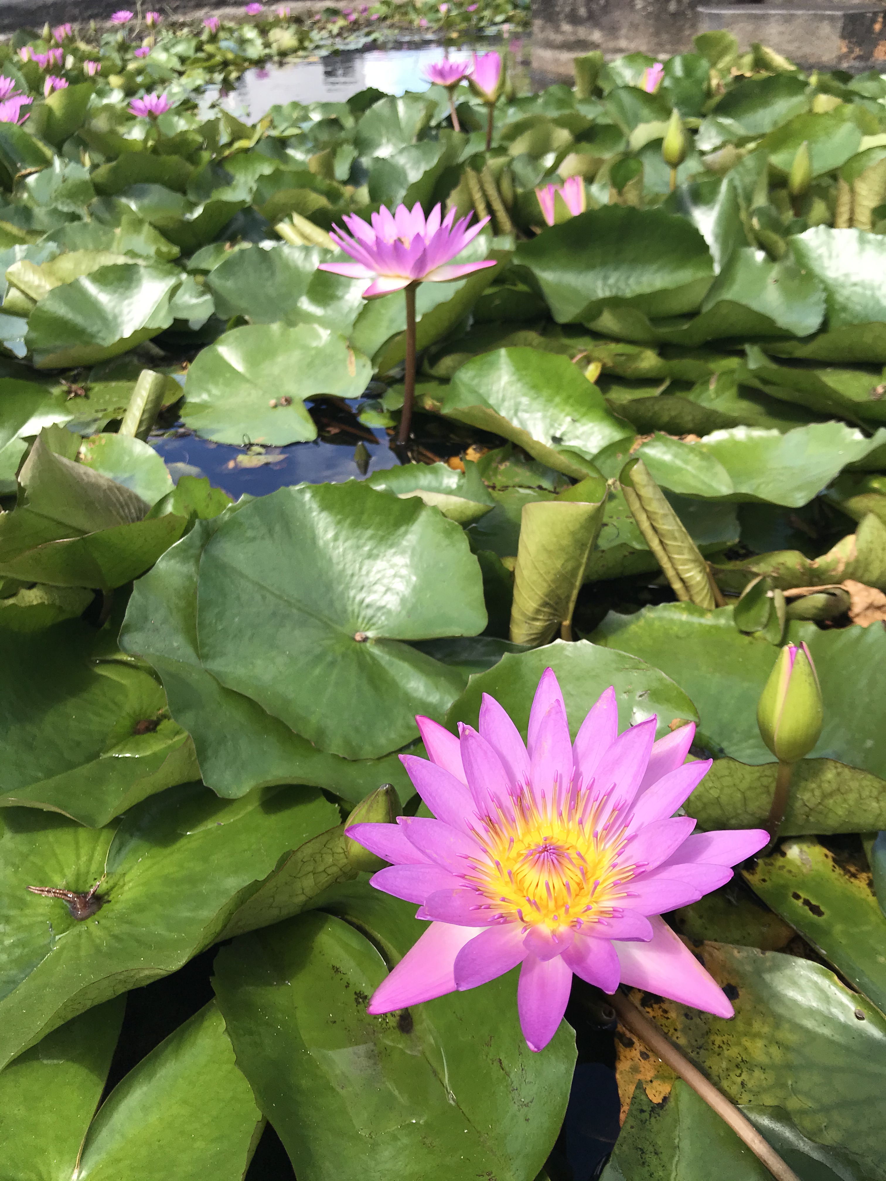 睡蓮と蓮の違い Twitter Search Twitter