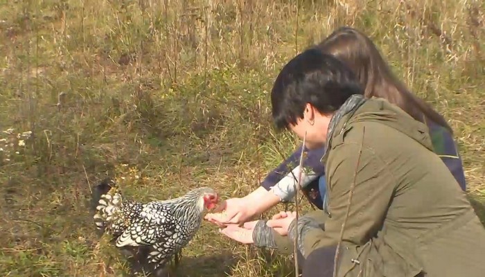 Some Hamilton city councillors are pitching a pilot project that would allow up to thirty residents in the lower city to raise chickens in their backyards. @AdamCHCH reports. #HamOnt #chickens
WATCH: https://t.co/WKPF5jIn0n https://t.co/p1LZhVo3cr