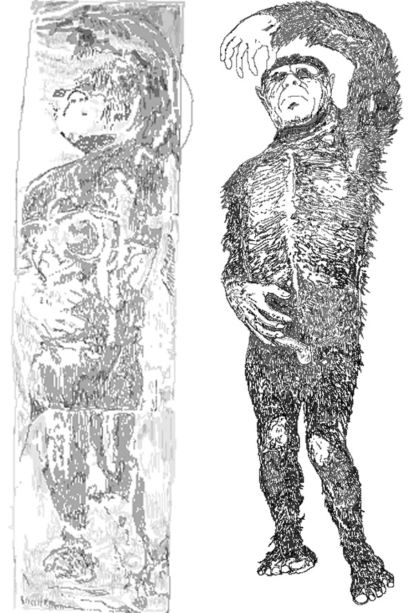 A slender penis and small scrotum evidenced male status. The knees were bare (a feature common in mythological images of wildmen, but also plausibly present in real, hair-covered hominids, should they be real). Chest hair was arranged on either side of a hairless midline strip…