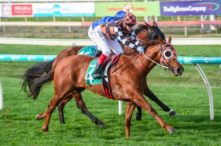 RacingBennett's tweet photo. ๐จ RUNNER ALERTS ๐จ
Today we have 3 runners on Geelong Cup Day
R3 at 1.35pm: The Astrologist.
R8 at 4.40pm: Kalkarni Royale
R8 at 4.40pm: Goldifox
Good luck to all connections of all horses running today!! ๐ค๐งก #GoAstro #GoKalkarni #GoGoldi https://t.co/Ia93fidy5Q