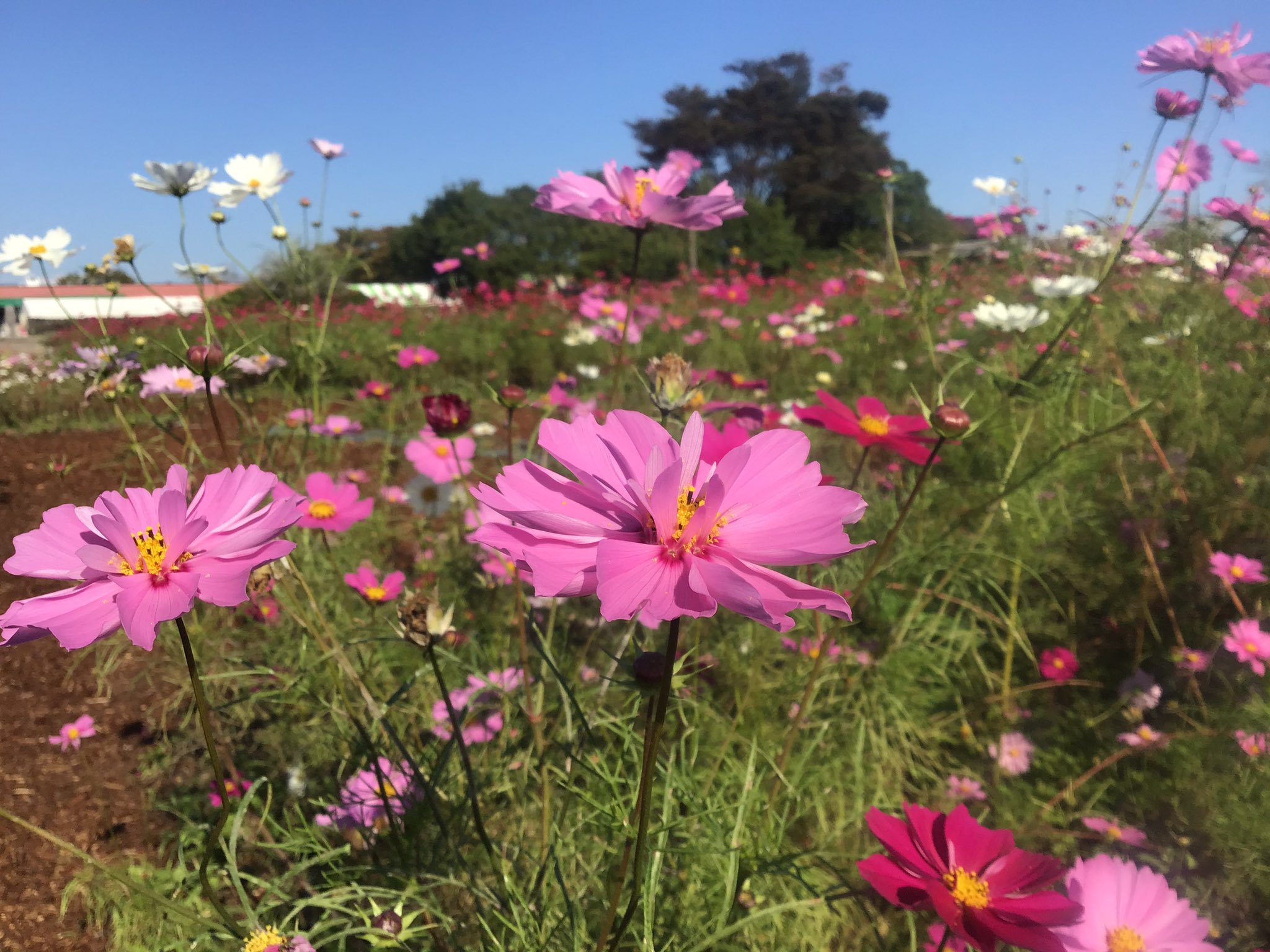 せんだい農業園芸センター みどりの杜 昨日の マツコの知らない世界 は コスモスの世界 でしたね みどりの杜にも 昨日紹介されていた品種 サイケ 咲いています 花びらの数が多いのが特徴です コスモス花壇は現在満開ですので ぜひその世界を感じ