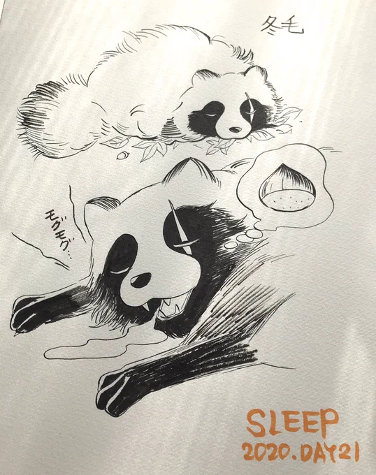 DAY21【SLEEP】眠る冬毛のたぬき #inktober  #inktober2020 #たぬき #冬毛 