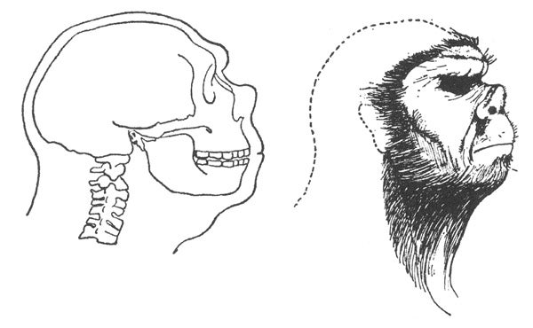 ... He argued that Neanderthal feet were specialised for gripping rocks, that they had a unique, up-turned, truncated nose and deeply set eyes, and that they were bestial overall, and not at all human-like…