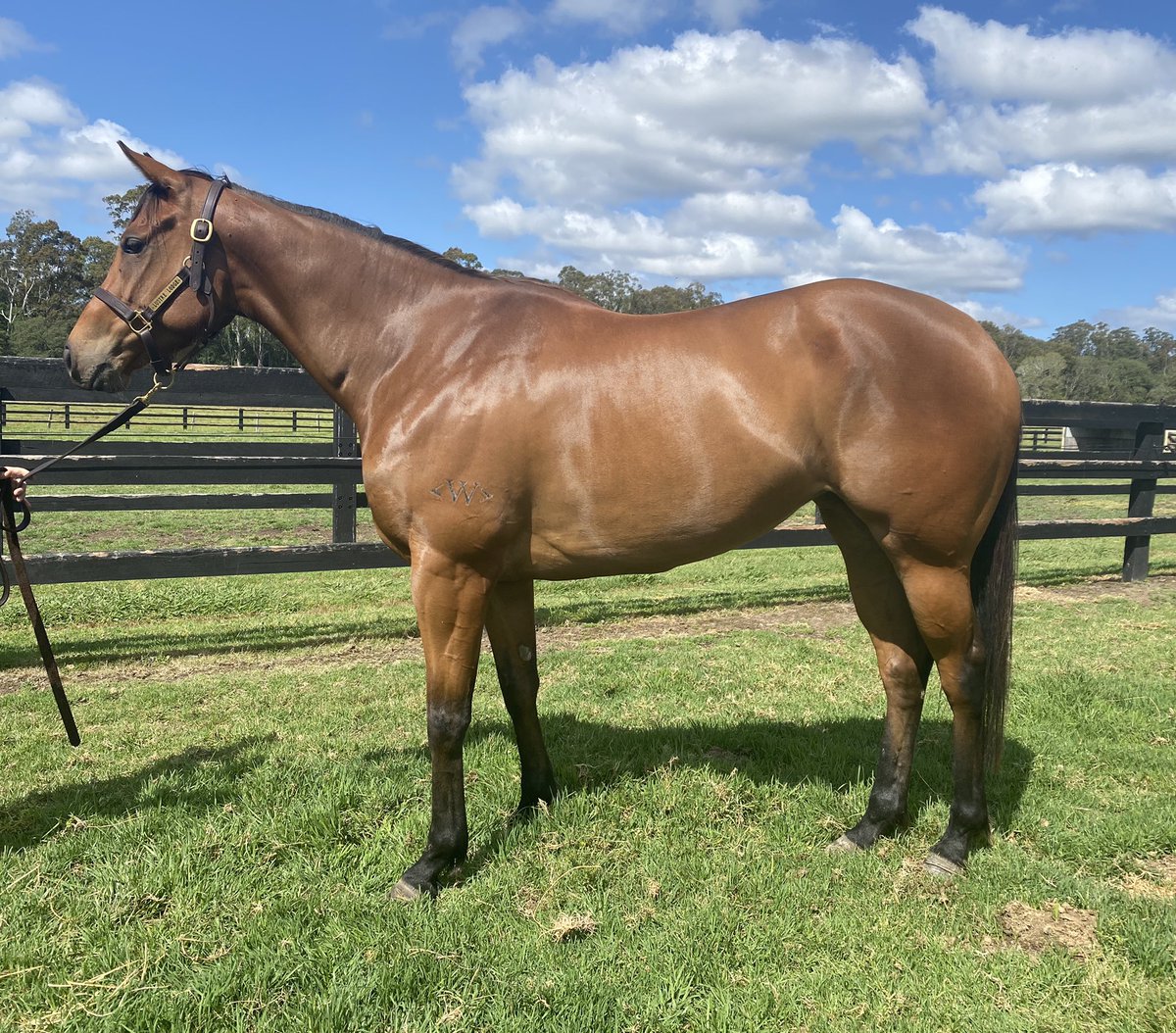 Lustre Lodge (@lustrelodge) on Twitter photo The spellers are absolutely thriving! Hopefully our girl Atomic Pulse will be back with <a href="/Leesracing/">Lees Racing</a> soon!π The spellers are absolutely thriving! Hopefully our girl Atomic Pulse will be back with <a href="/Leesracing/">Lees Racing</a> soon!π