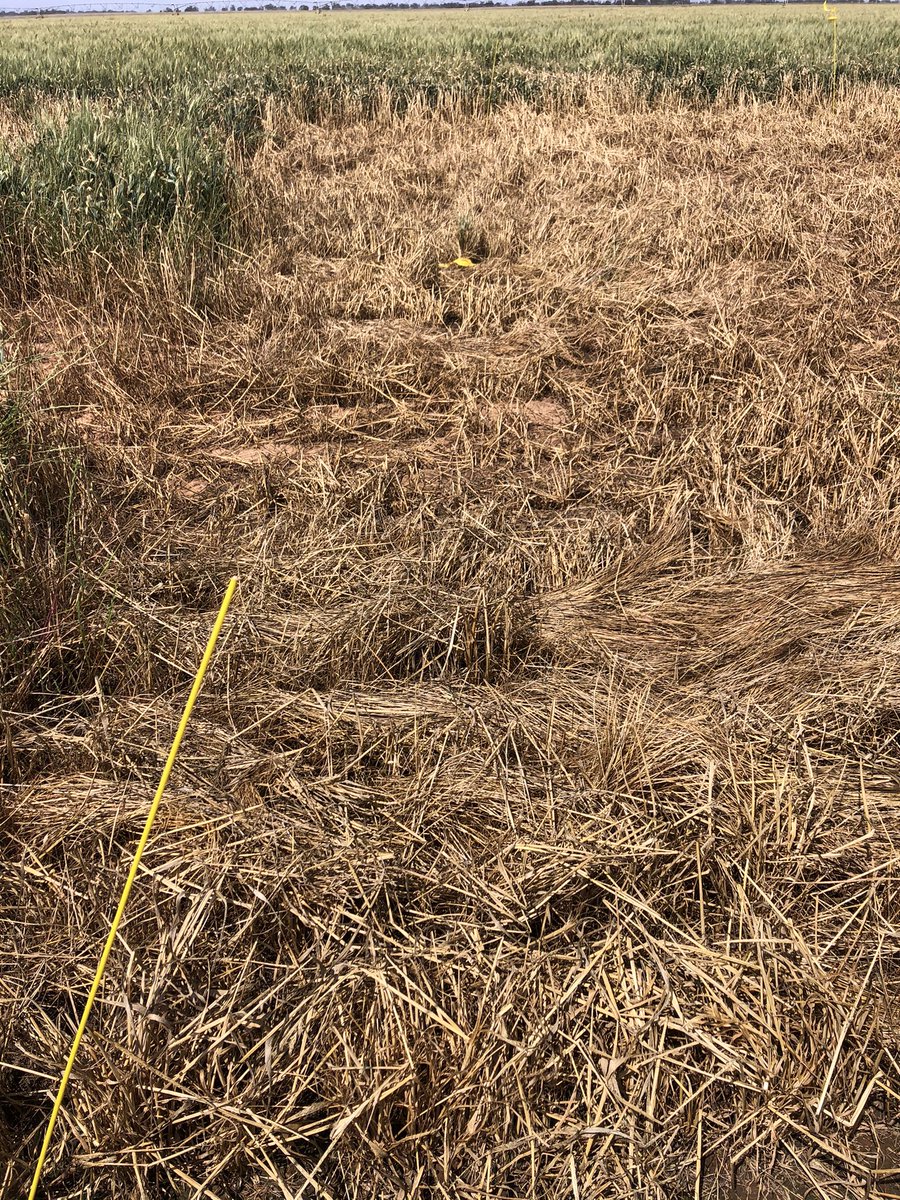 MaurieStreet's tweet image. @GrainOrana trial in problematic ARG population this year- assumed to be a result of resistance. Trials showed adequate control of the population now much older. Mixes, application and timing are huge influences