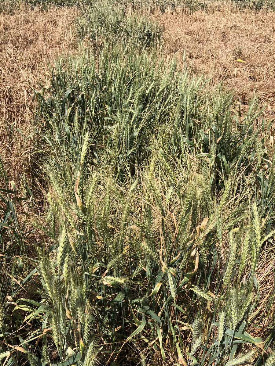 MaurieStreet's tweet image. @GrainOrana trial in problematic ARG population this year- assumed to be a result of resistance. Trials showed adequate control of the population now much older. Mixes, application and timing are huge influences