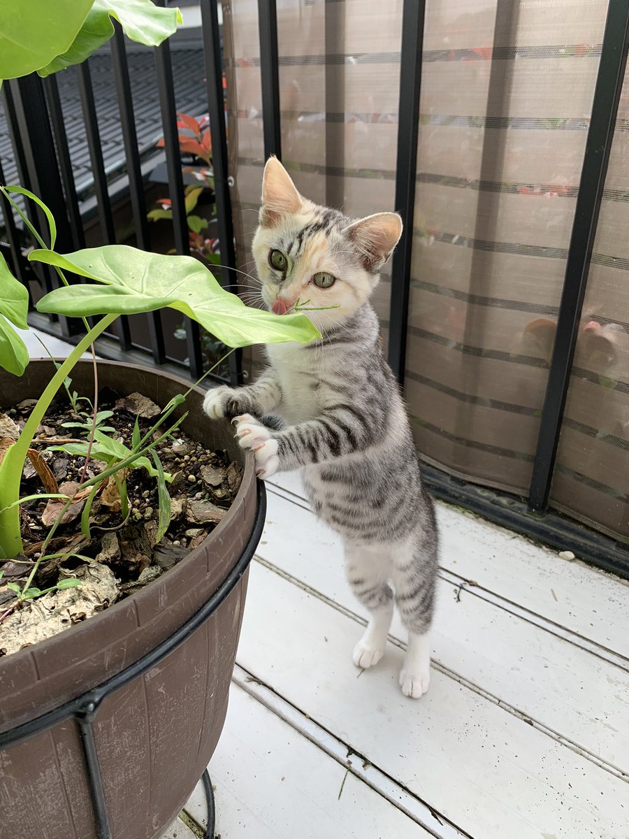 好奇心旺盛なちびっ子ちゃん☺️

#猫好きさんと繋がりたい 
#猫のいる暮らし #猫写真  #猫画像
#猫  #愛猫  #cat #保護猫
#人とペット共に幸せにしたい 
#共ハピ  #ベイッター