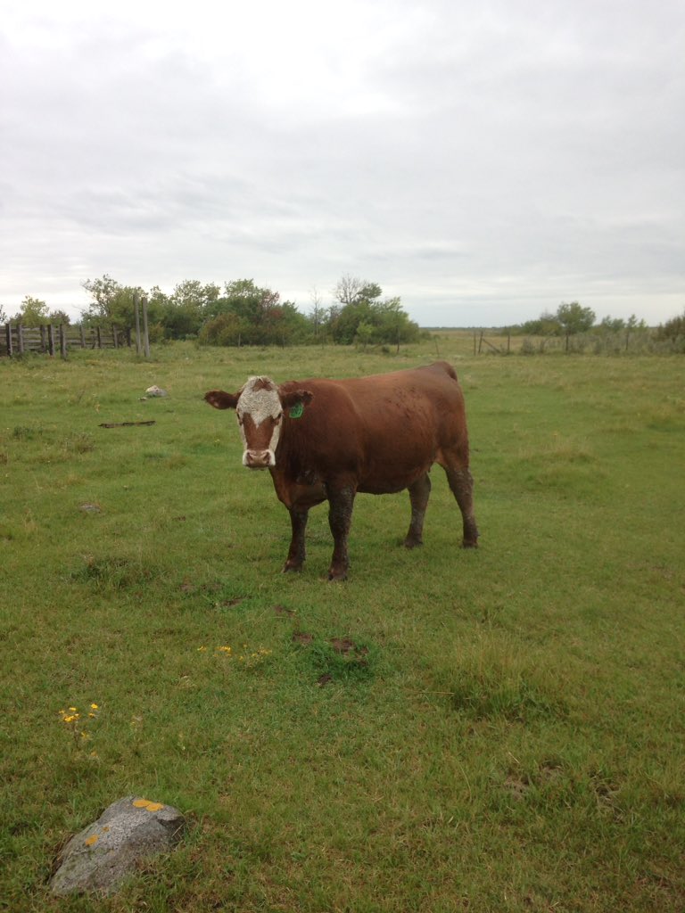 FGP Cattle tweet media