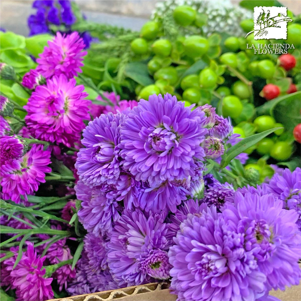 Aster monte casino purple Aster monte casino purple