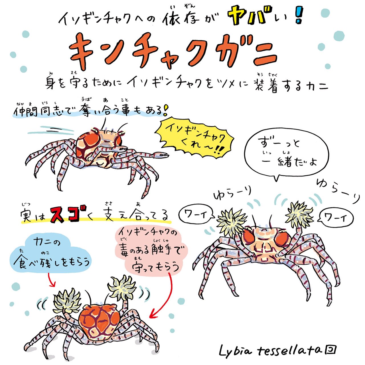 コハラアキコ キンチャクガニ 実はイラスト描いてる時は本物見た事がなく スゴヤバ展会場で見たら こんなにちっちゃいの 可愛いーー となりました ルーペあるといいレベル スゴくてヤバいいきもの展 T Co 50glccowfk Twitter