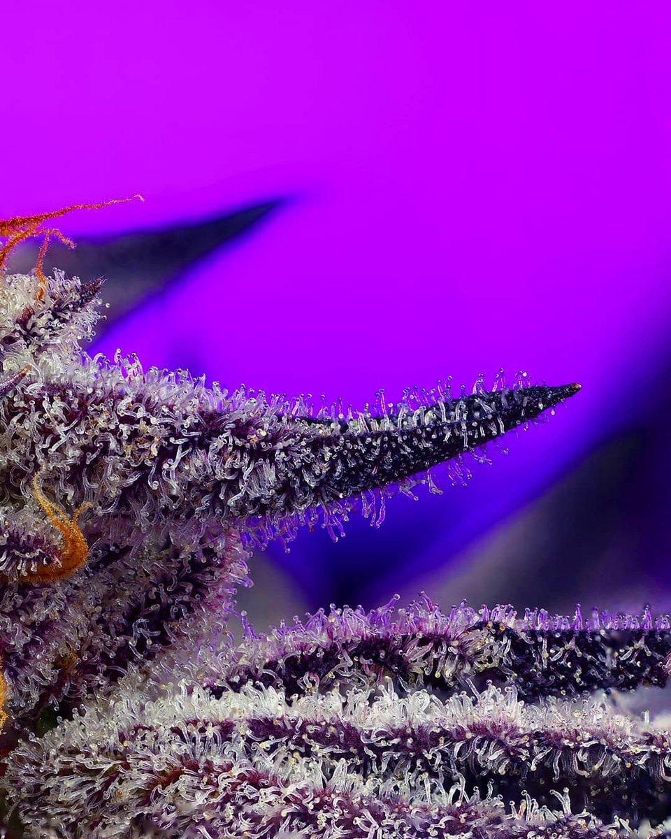 HIGH_TIMES_Mag's tweet photo. Purple, frosty beauty. 💜 This strain is called "Pure Michigan."
---
📸: https://t.co/AExIlht4Ui
🌱: Bred by Third Coast x Thug Pug Genetics
🌲: Grown by https://t.co/imBGDLDQCQ
---
Happy Trichome Tuesday! https://t.co/4Ioug9hbqe
