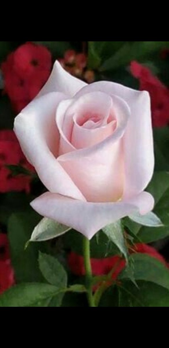 @Sweet_EssenceLY Hola mi apreciada amiga...! Q grato saber de ti....! Se q eres una persona integra y no tienes esa capacidad para lastimar y menos hacer daño...! Tu naturaleza va de la mano de eventos llenos de mucha PAZ y AMOR...! Como siempre es un placer saber de ti....! https://t.co/qgMwudGO2O