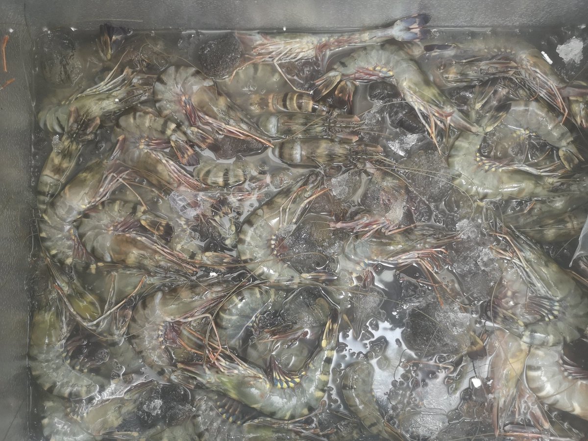 Jam 9, lapak dibuka. Hari ini yg tersedia ukuran gede, 10, 13, 16, jg bandeng presto dan otak2 bandeng. Ukuran dlm urusan udang itu menunjukkan jumlah per kg. Misal size 10 brarti sekitar 10 ekor per kg. Fresh bukan frozen. Minat kontak WA 081283425095