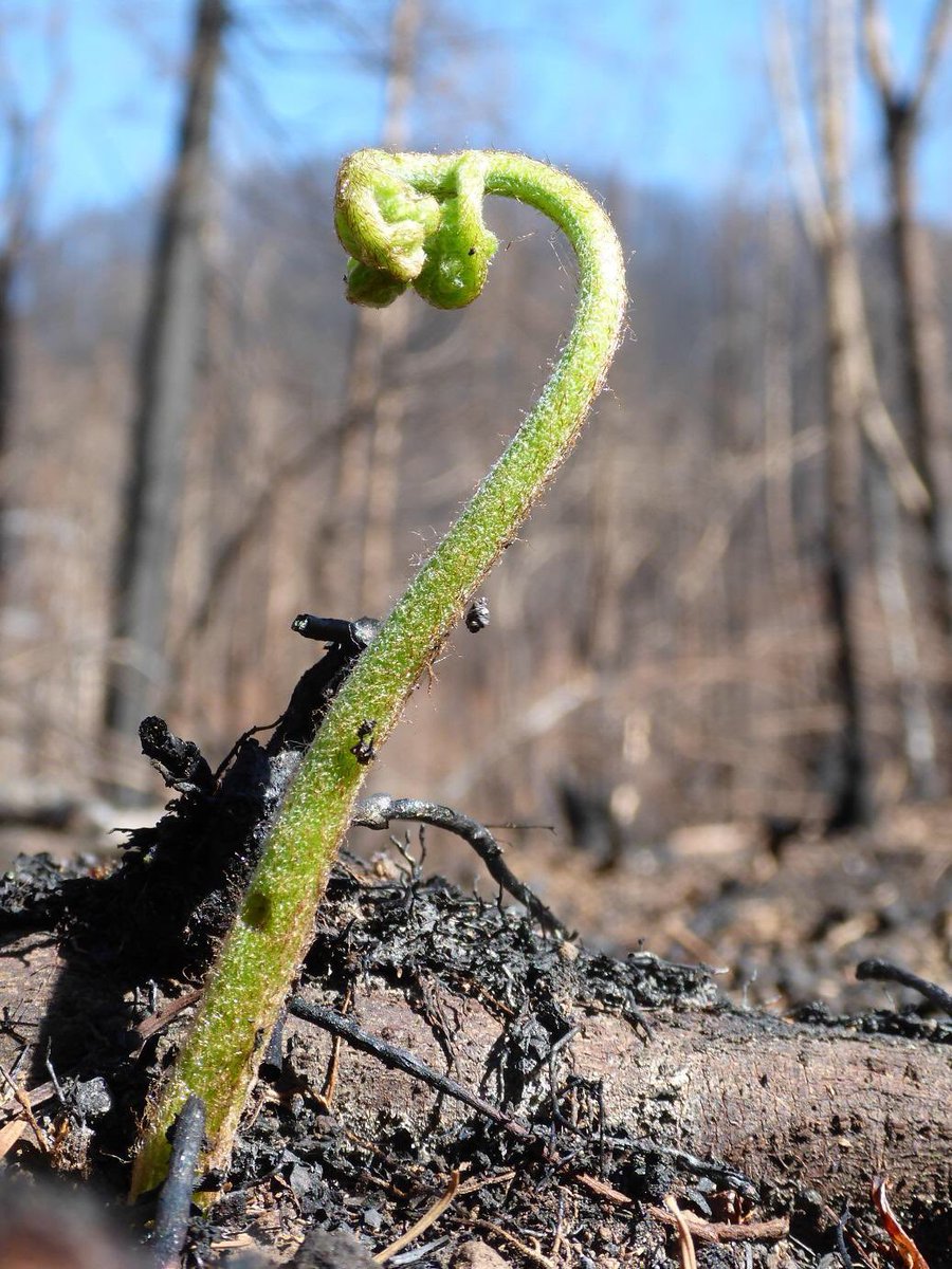 ForestServiceNW's tweet photo. Different species of trees & vegetation respond differently to fire. What grows back after a fire often depends on what was there before & the coping mechanisms of trees: thick bark, tall crowns & other fire resistant techniques. Learn more: https://t.co/Ghg8yTUcwZ https://t.co/WQO6ySrpjn