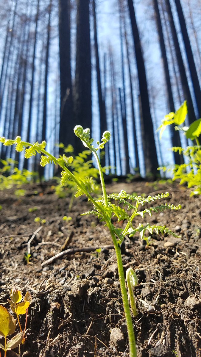 ForestServiceNW's tweet photo. Different species of trees & vegetation respond differently to fire. What grows back after a fire often depends on what was there before & the coping mechanisms of trees: thick bark, tall crowns & other fire resistant techniques. Learn more: https://t.co/Ghg8yTUcwZ https://t.co/WQO6ySrpjn