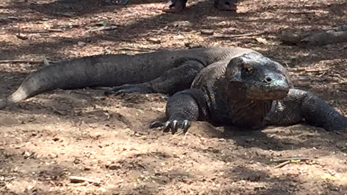 KawanBaikKomodo's tweet photo. Selama ribuan tahun Ata Modo &amp; Komodo Dragon hidup bersama dlm apa yg para antropolog sebut interspecies companionship (kekerabatan antar-spesies). Itu yg seharusnya diangkat dlm pemb pariwisata; bukan bikin “Jurassic Park”, menggusur warga, bangun resort eksklusif. #SaveKomodo https://t.co/X9pwVdQFTk