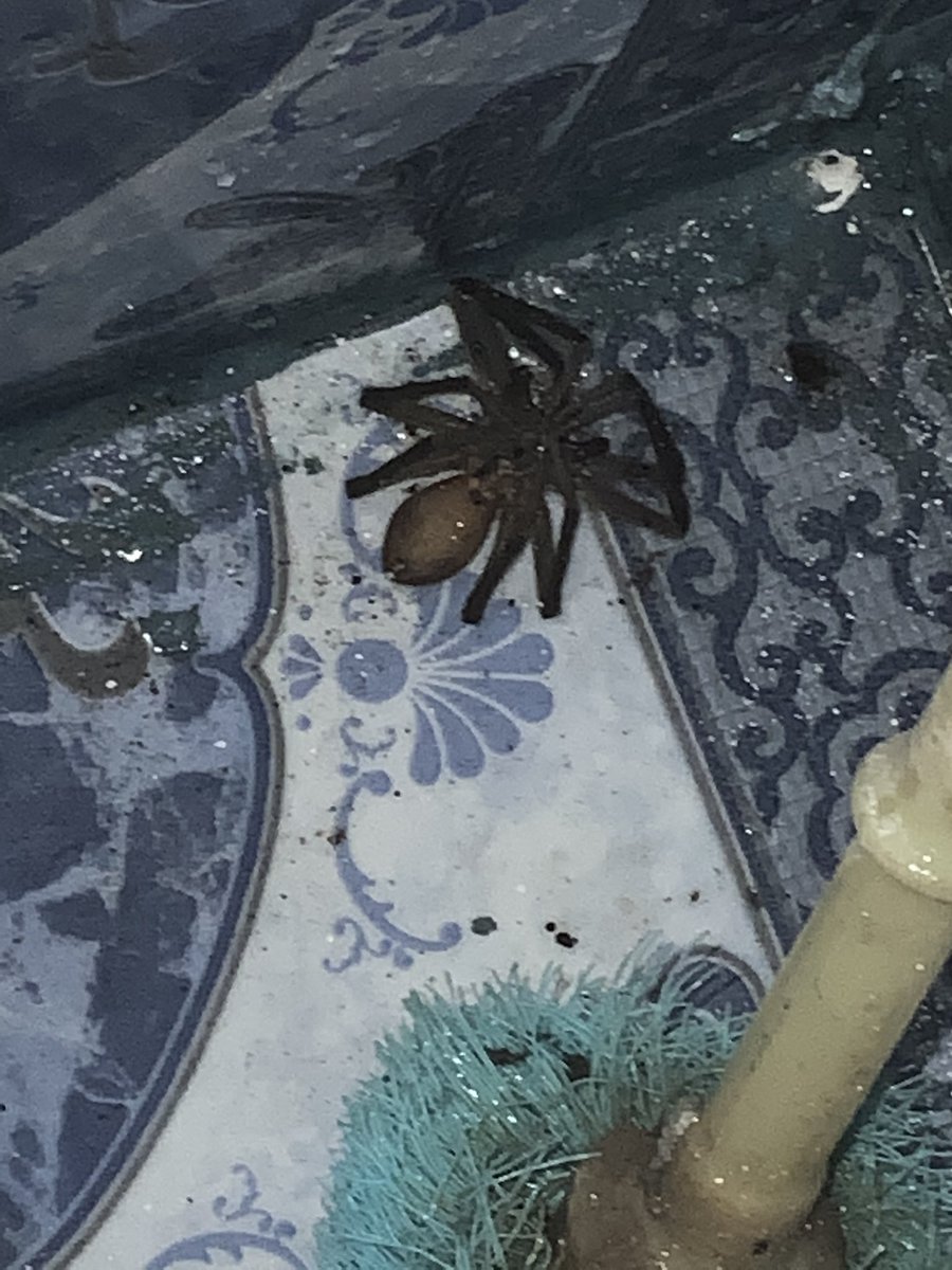 majustine21's tweet photo. Tried my best to save him but I was too late.

RIP Spidey

#antsvsspider #ripspidey #spider #giganticspider https://t.co/i23sLCbTOK