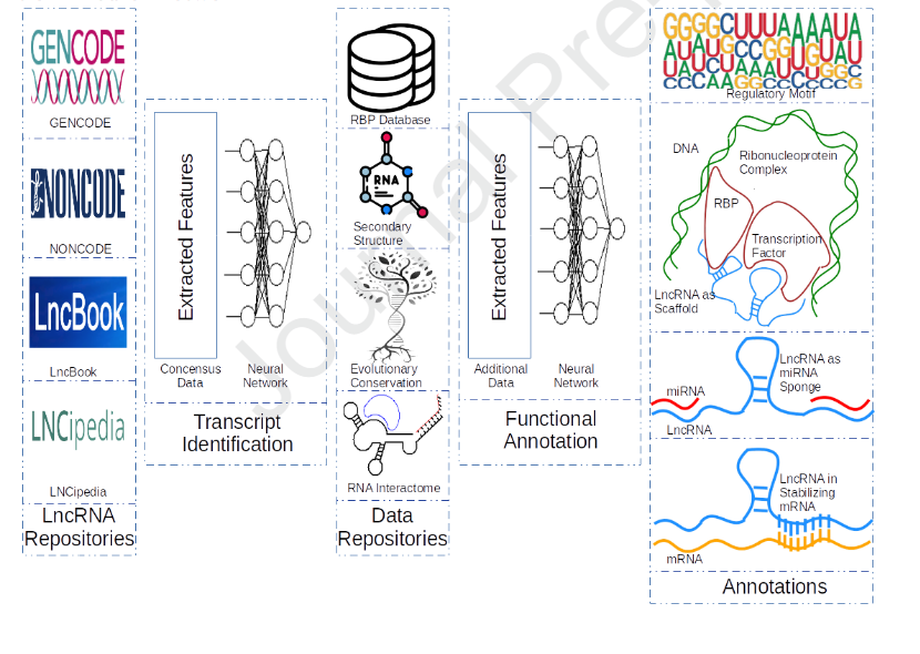 MonashBiol's tweet photo. Long non coding RNAs are involved in aging, neurological diseases, and various types of cancer, as evidenced by multi-omics studies. More efficient strategies to predict and functionally characterize lncRNA are required. https://t.co/ZVzjs1vfW5 @tsonika #MonashGeneticsHealth https://t.co/GRKjeoTVqF