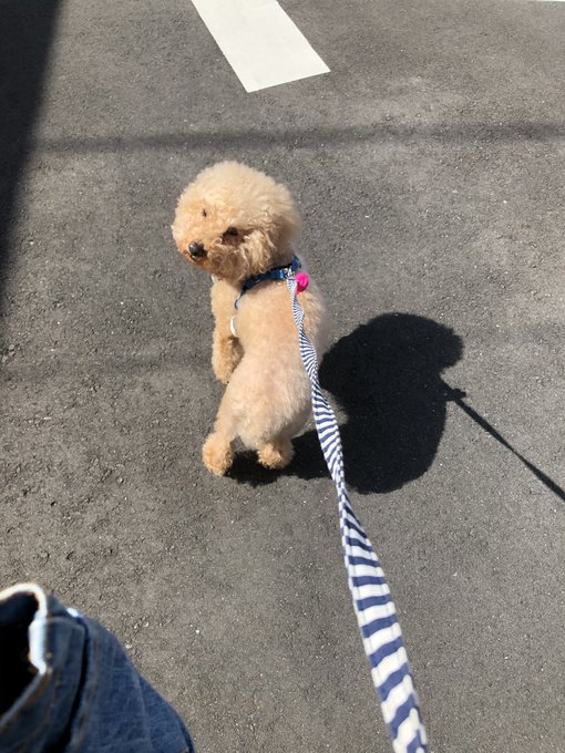 ん？🐶 https://t.co/BwtffkNEz4