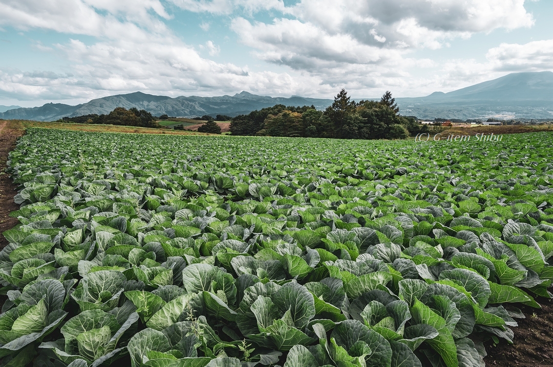 shibu_g_item's tweet photo. Autumn Sunlight in 2020 / Mt. Asama from cabbage field
#mountan #plateau #farm #cabbage #nature
#landscape #landscapephotography #Japan
#PENTAX #ふぉと
#写真好きな人と繋がりたい #ファインダー越しの私の世界 https://t.co/BBCfvsDqHn