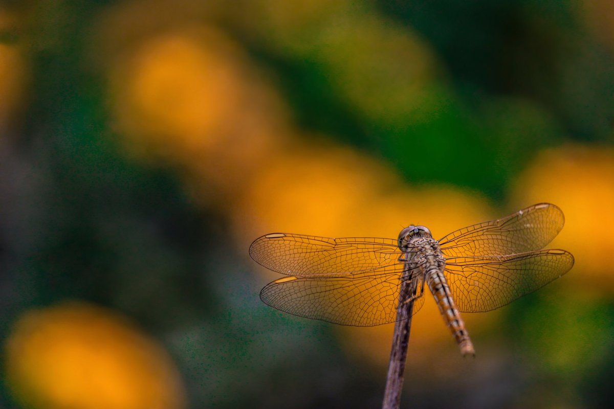 Portrait of Dragonfly! 
Shotoncanon1500d at coimbatore,India.
#capturedoncanon #canon #canonphotography #bbc #bbcearth #wildlifephotography #nature #portrait @Canon_India