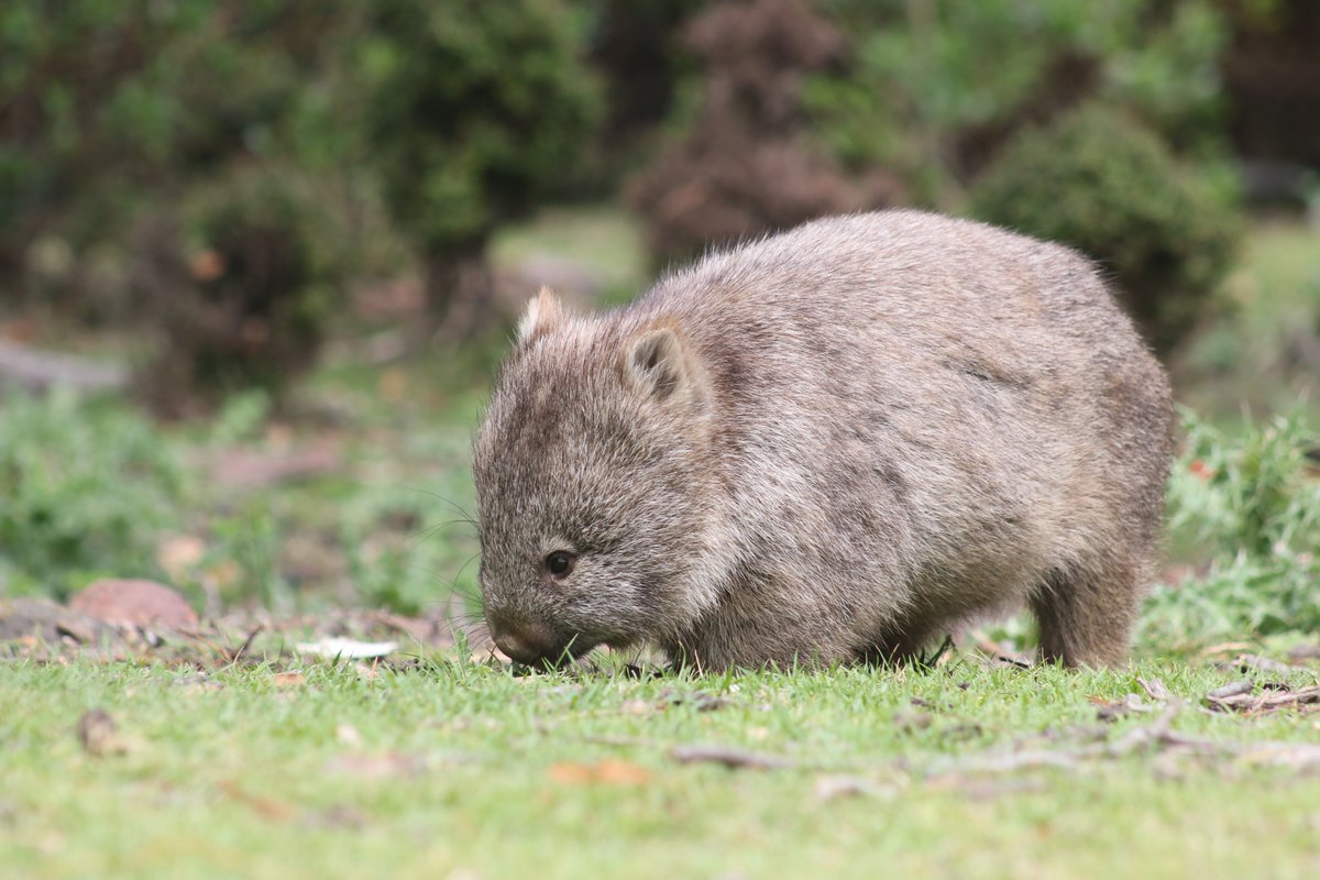 davidghamilton1's tweet photo. It's Wednesday, so here is a wombat

#WombatWednesday https://t.co/0F3fYczwg1