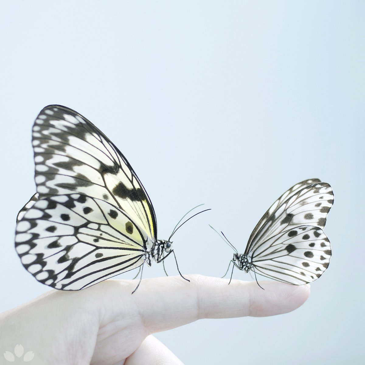 オオゴマダラとヒメゴマダラ。 🦋蝶の標本です Idea leuconoe Ideopsis