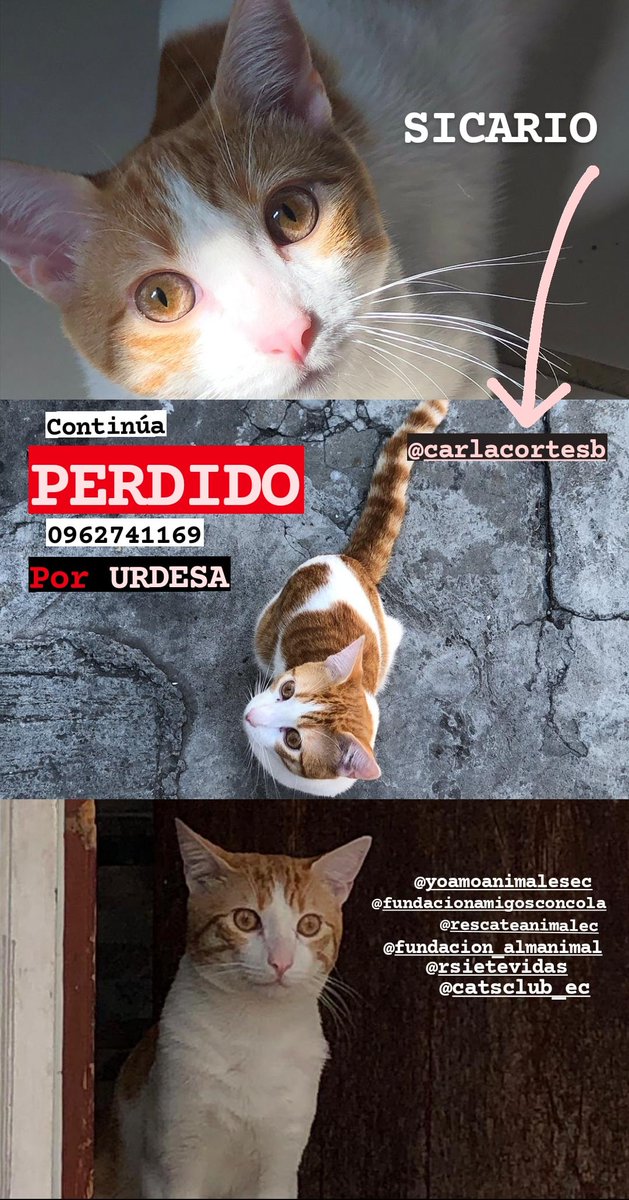 CONTINÚA PERDIDO‼️
Por URDESA

Más info 0962741169

Si lo ves, por favor llévalo contigo y REPORTA🙏🏽✨