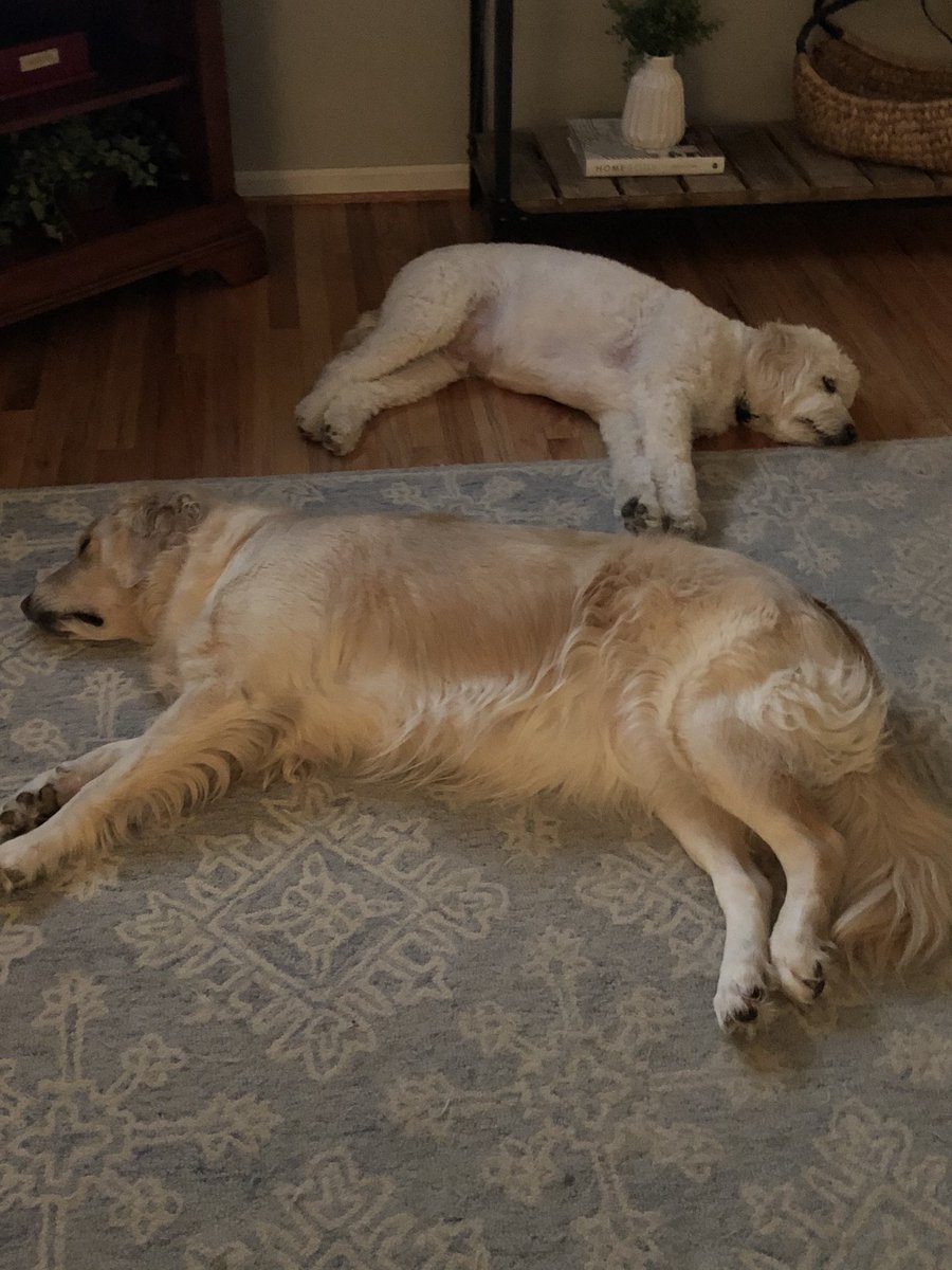 rosepeterss's tweet image. These two are exhausted and can’t take any more of Trump!  #LetsGetSerious