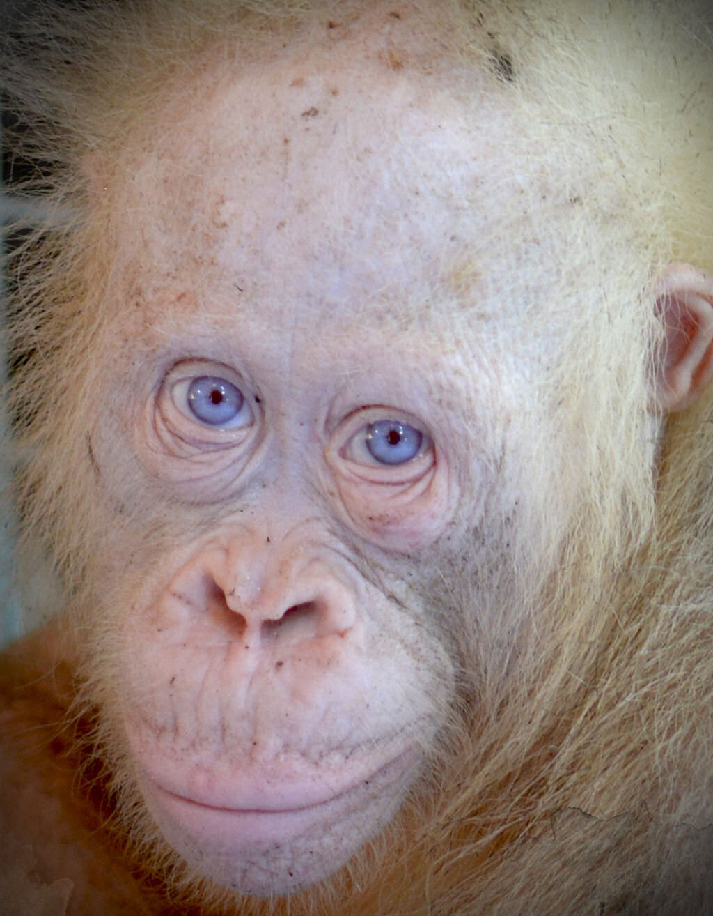 Macaco Branco de olhos azuis Eu vim vero macaco - iFunny Brazil