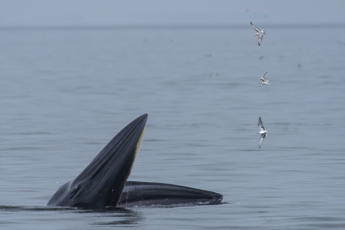 Buffleheadprod's tweet photo. More whales from the Gulf of Thailand https://t.co/7W8bUgeniA