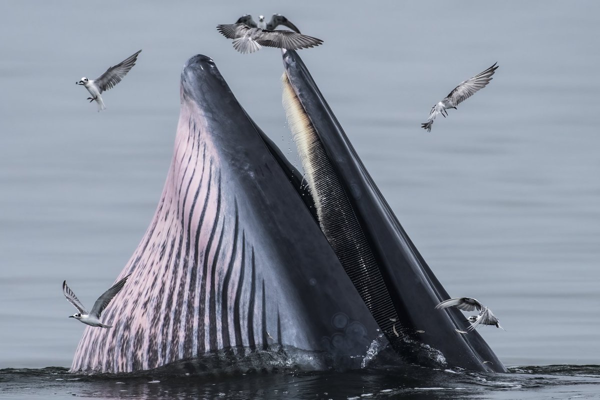 Buffleheadprod's tweet photo. More whales from the Gulf of Thailand https://t.co/7W8bUgeniA