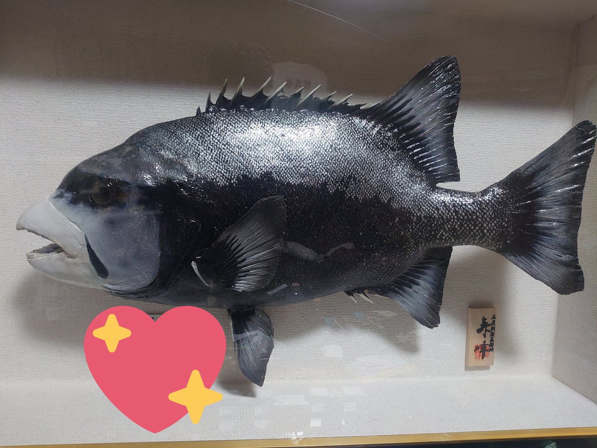 魚の剥製 魚の剥製