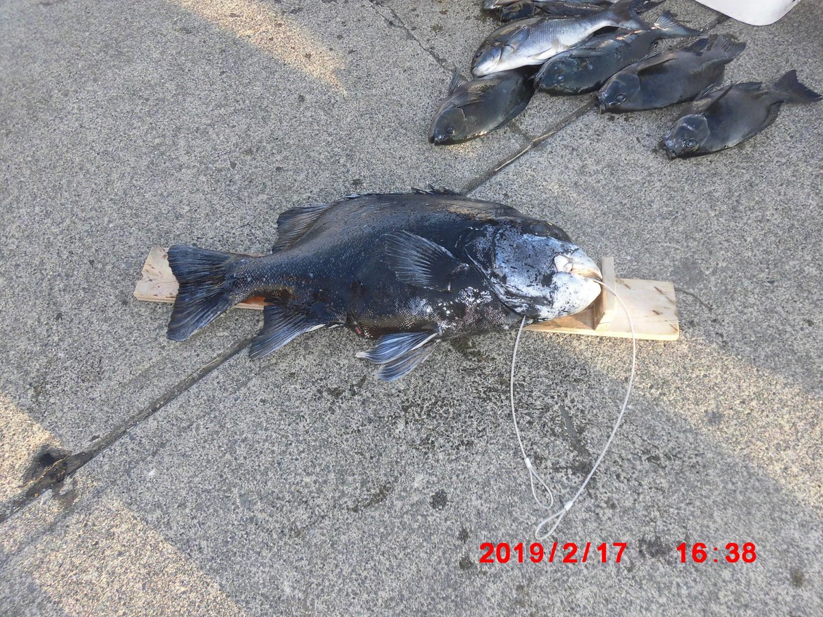 魚の剥製 魚の剥製
