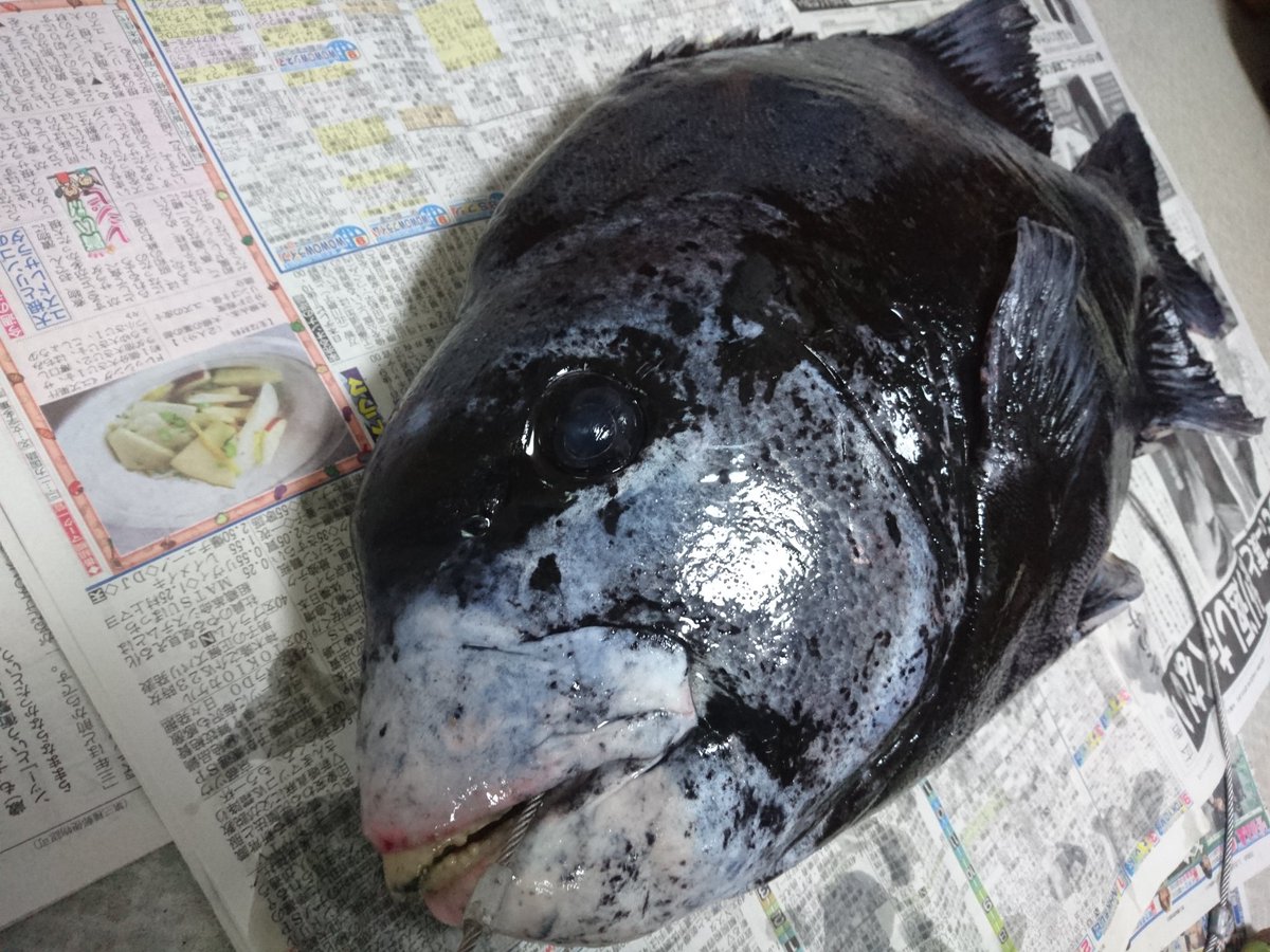 魚の剥製 魚の剥製