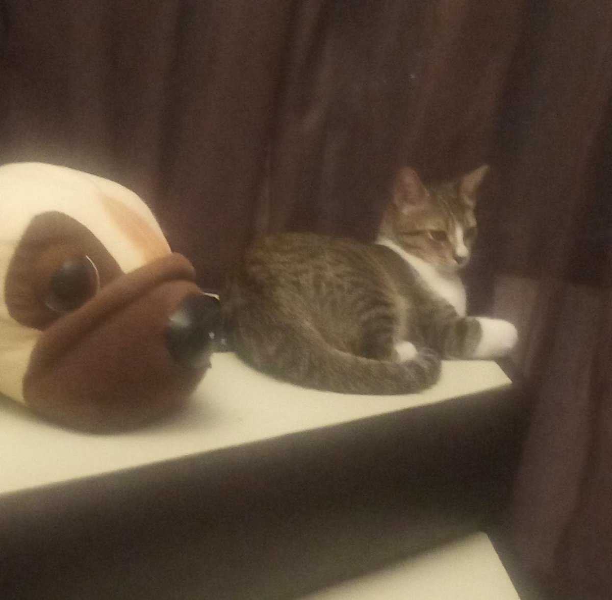 ElBookDelGato's tweet photo. #GoodMorningTwitterWorld ๐๐
Vengo a darles los buenos dรญas!!!!๐๐โ๏ธโ๏ธ๐บโ๐๐๐๐ด๐๐โ๏ธ#CatsOfTwitter #LeonidasWay
๐ป๐ผ๐๐น๐บ๐ฝ๐ธ๐พ๐ฟ https://t.co/DQhILVaGFo