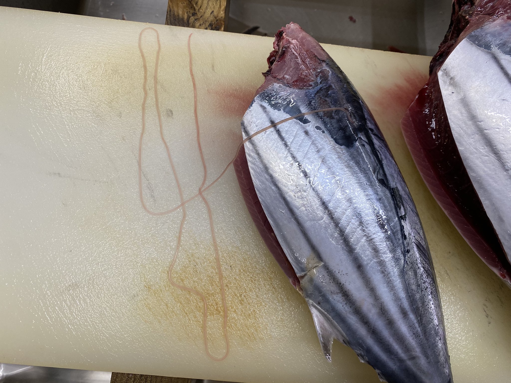 寄生虫 62mlyx9r4jt91.gif?width=640&