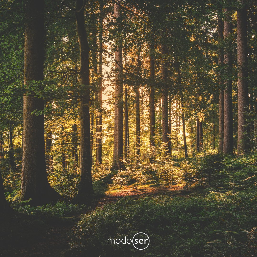 modoser1's tweet photo. Te invitamos a explorar lo que esta fotografía te transmite, a que estés aquí, por un momento, presente en esta experiencia...Te invitamos a un momento de Mindfulness
https://t.co/D7LWUteeBL
#mindfulness#desarrollopersonal#emociones #atencionplena #mbsr#estres#calma#felicidad#paz https://t.co/xeXdphUOlV