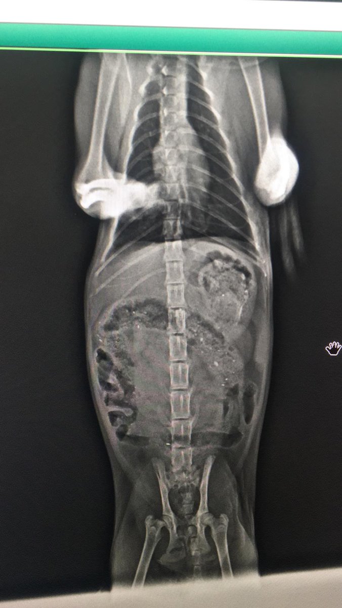 DESTEK❗
Fidan, arka ayakları tutmayan bir kedi. 2 ayrı klinikte tedavi oldu, MR çekildi. Fakat tedaviye yanıt vermedi.
Son çare Cosmo Vet'e götüreceğiz ancak bulunduğu kliniğe kalan 1200 lira borcunu ödemek zorundayız çıkması için.
Az çok demeden destek olur musunuz? Durum acil.