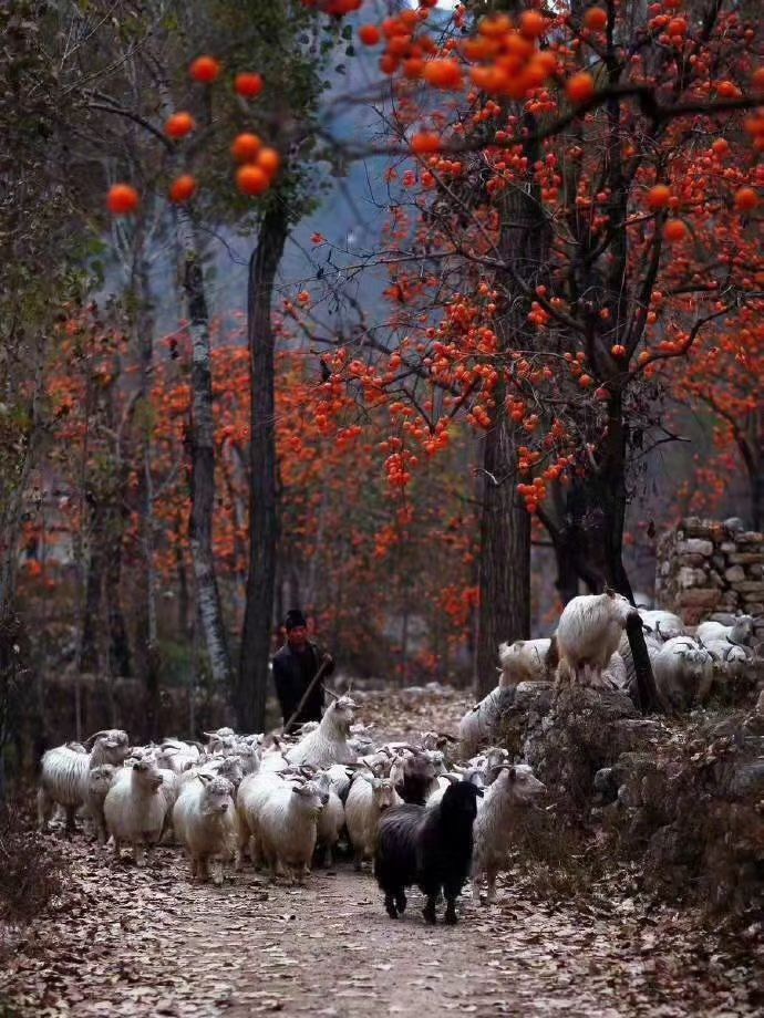 persimmon is ripe. plenty of persimmon means everything goes well in my language☺️ #travelphotography #travel #WorldTourismDay #autumn #Autumnwatch #autumncolours #NaturePhotography https://t.co/pU1zmn9cxo