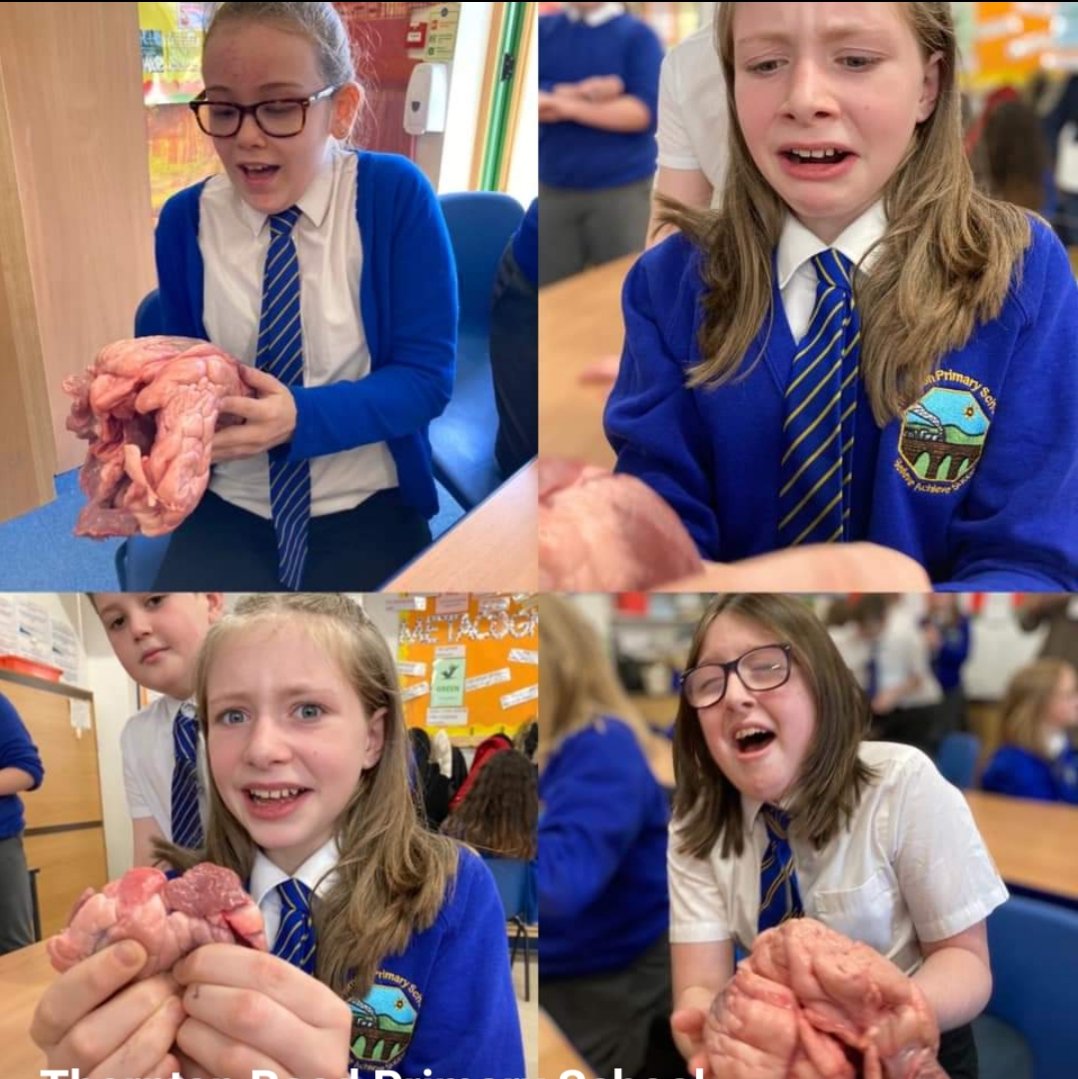 tpsbd13's tweet image. Year 6 have loved dissecting a heart and learning more about the circulatory system..well most of them! #lovescience #learninghandson @FocusTrust1