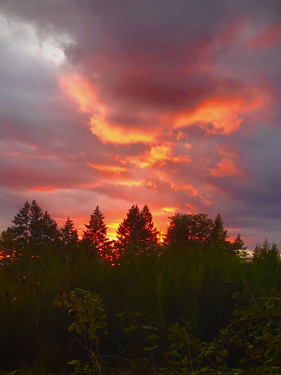 Sundown in #ForestPark #Portland #Oregon https://t.co/q2BWbXQq7S