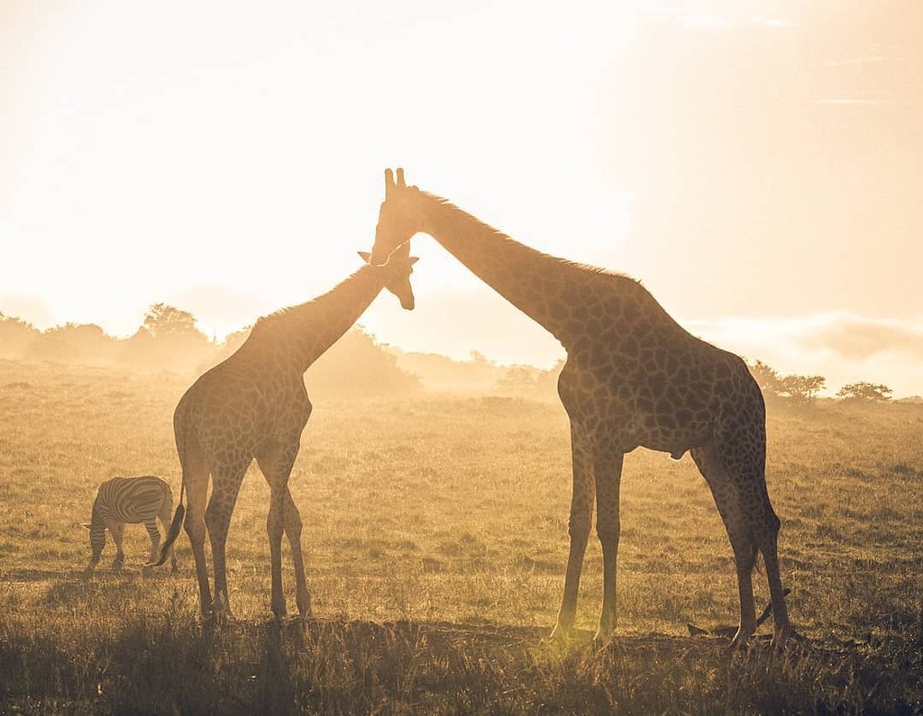 A Tower of Giraffes
.
#sunrise #goldenhour #southafrica #amakhalagamereserve #gamereserve #portelizabeth #landscape_lovers  #layers #earlyriser #animal_captures #animals_in_world #splendid_animals  #wildlifephotography #wildlifephoto #wildlifelovers #wil… instagr.am/p/CGmAueVjZwH/