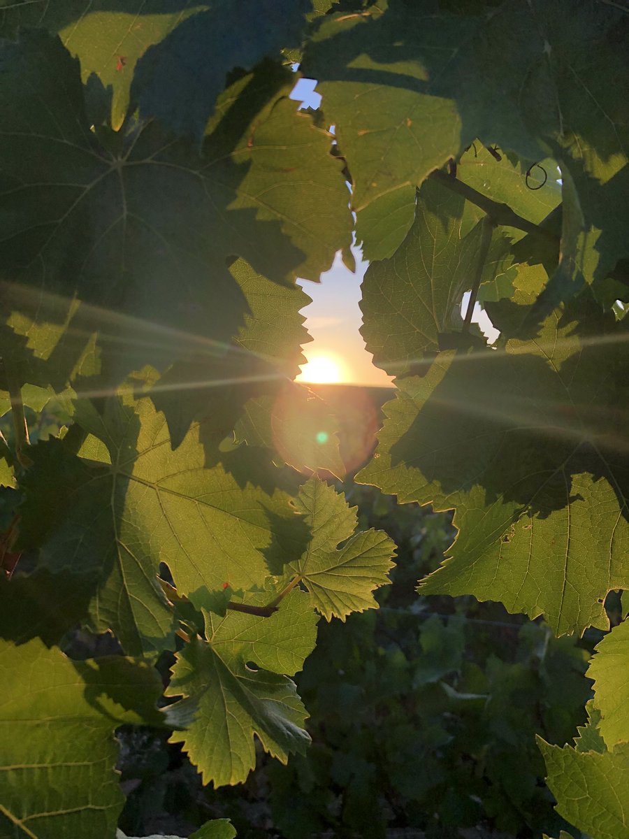 BREAKING NEWS!! After 20 years of environmental transition, the #LouisRoederer historic family vineyard of 115 hectares has successfully passed the 3 mandatory years of audit for organic certification. #Craftsmanship at its best! Champagne! 🍾🥂 #NewChapter #InPursuitofTaste -JBL